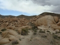 Joshua Tree NP
